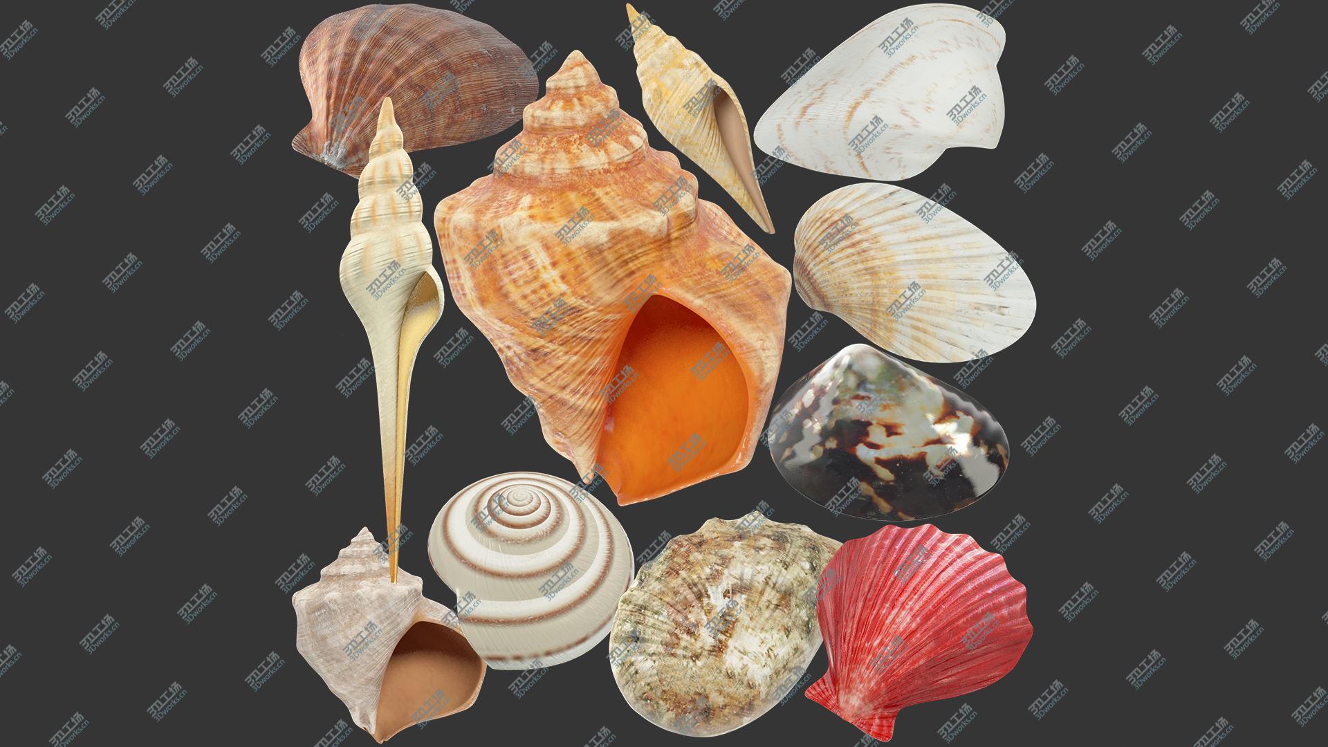 images/goods_img/202104023/Seashells Collection V3 3D model/1.jpg